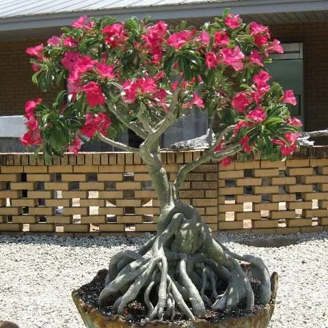 thumbnail for publication: Florida Foliage House Plant Care: Adenium obesum